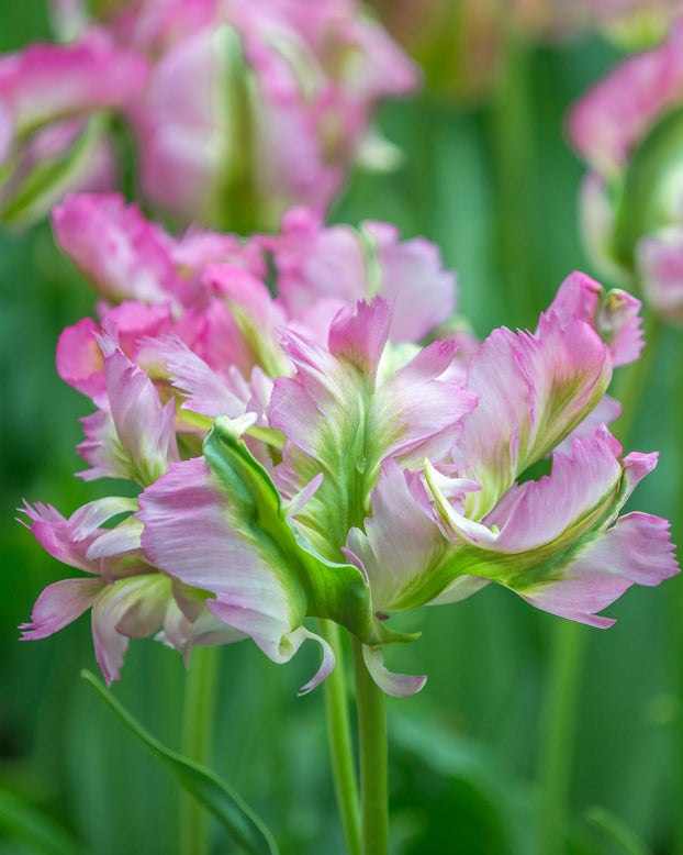 Flower BulbsGreen Wave Bulbs UK - 1