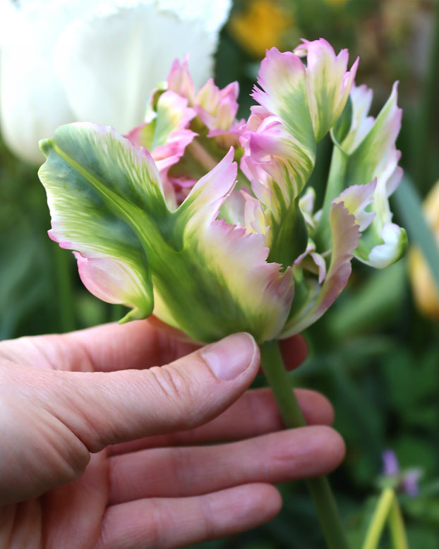 Tulip 'Green Wave'
