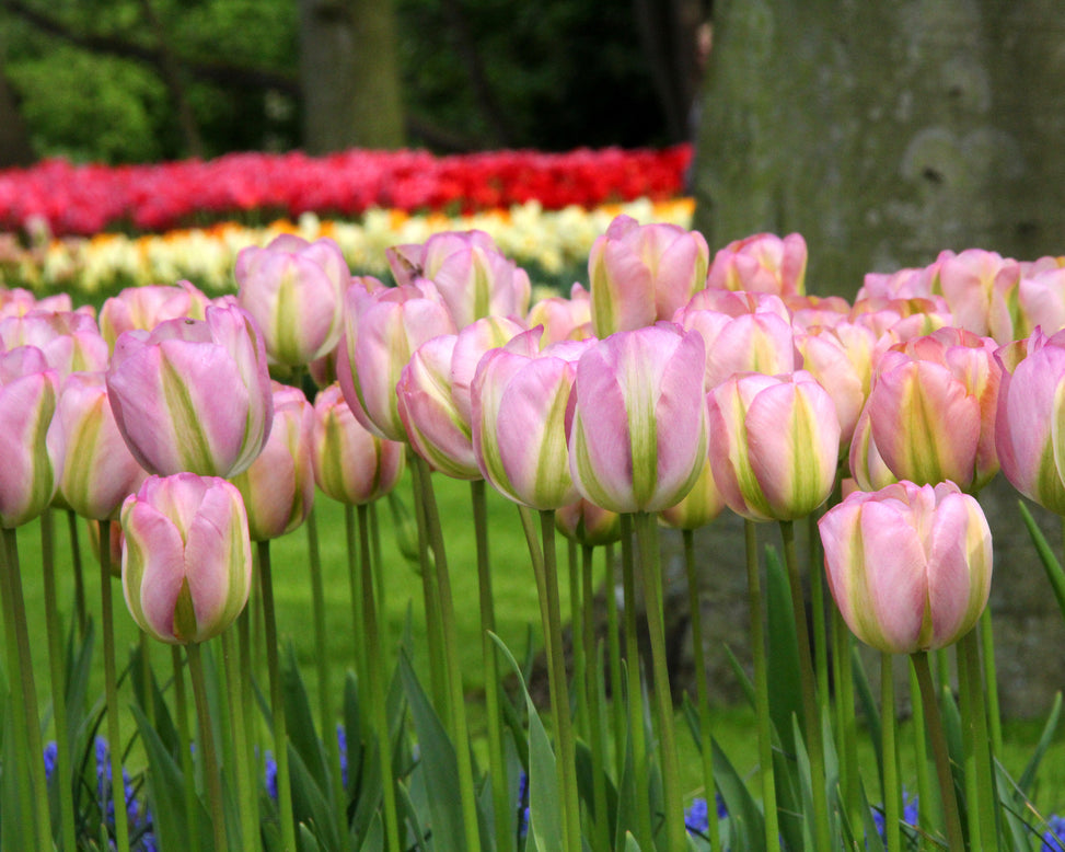 Tulip 'Greenland'