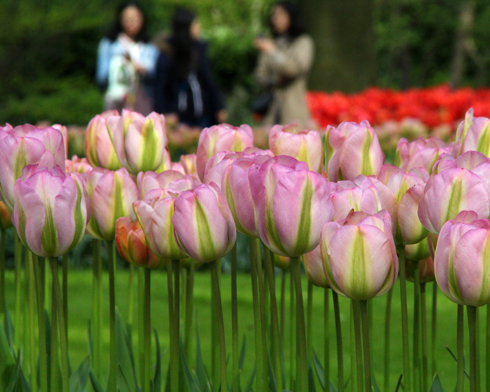 Tulip 'Greenland'