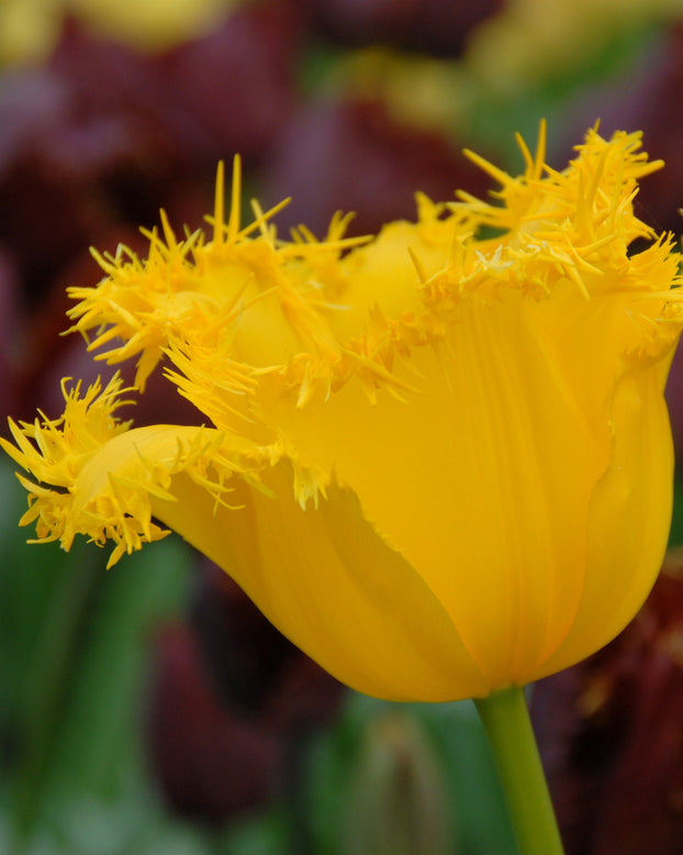 Flower BulbsHamilton Bulbs UK - 1