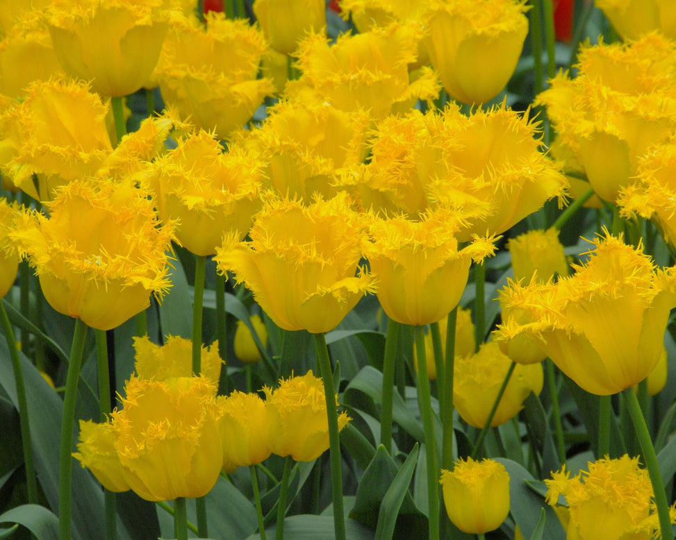 Flower BulbsHamilton Bulbs UK - 2