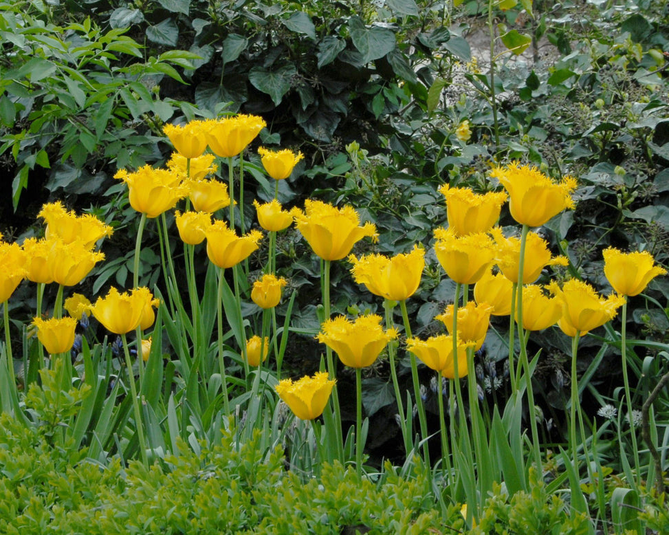 Flower BulbsHamilton Bulbs UK - 3
