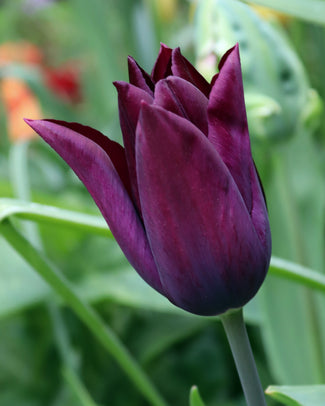 Tulip 'Havran'