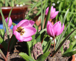 Tulip humilis 'Helene' Tulip humilis 'Helene'