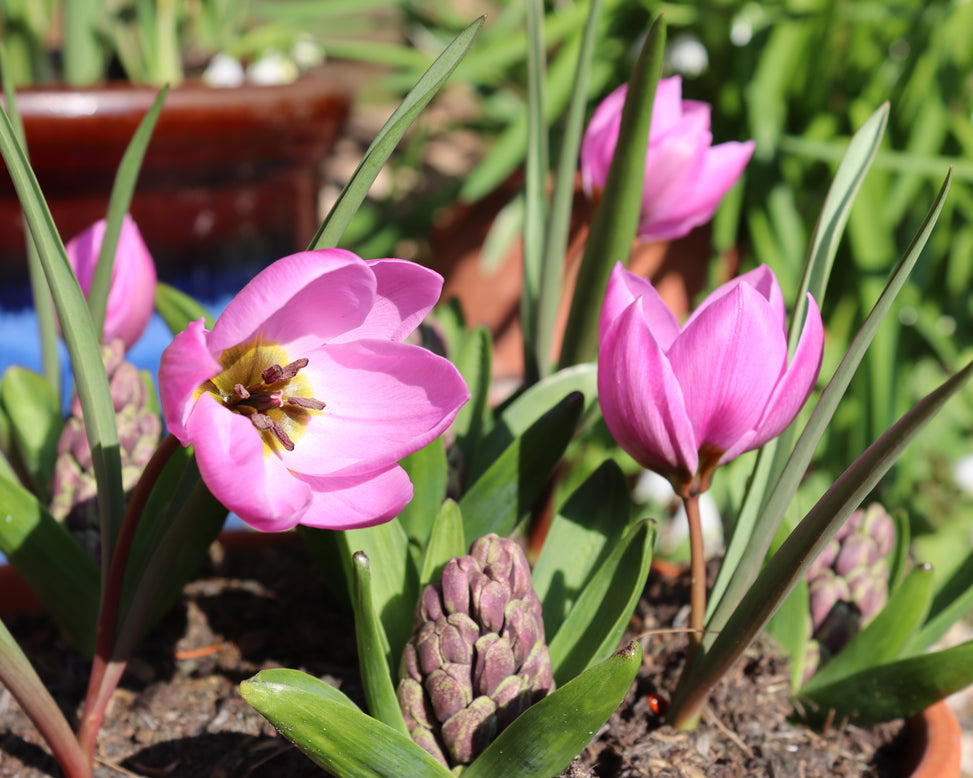 Tulip humilis 'Helene'