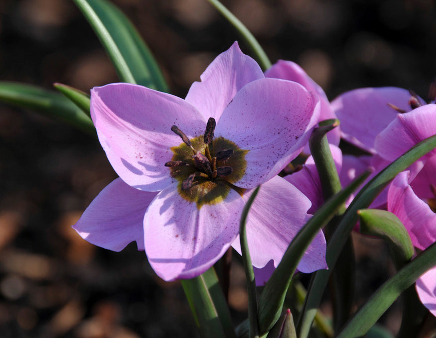 Tulip humilis 'Helene'