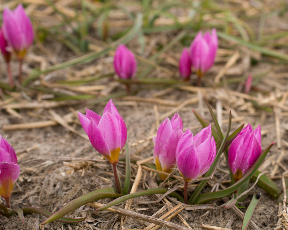 Tulip humilis 'Helene'