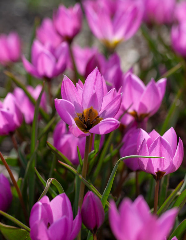 Tulip humilis 'Helene'