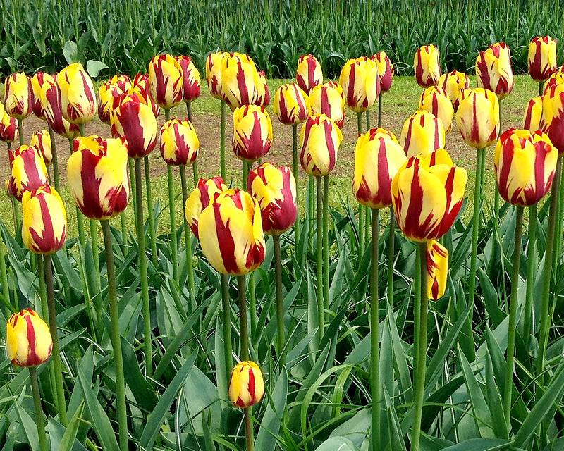 Tulip 'Helmar'