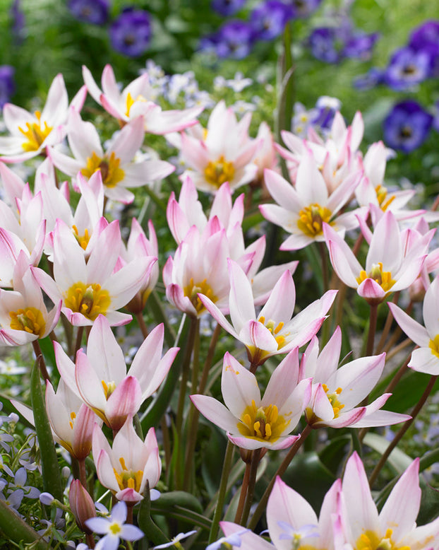 Tulip cretica 'Hilde'