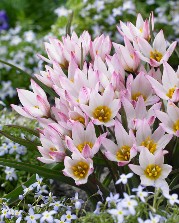 Tulip cretica 'Hilde'