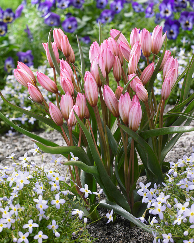 Tulip cretica 'Hilde'