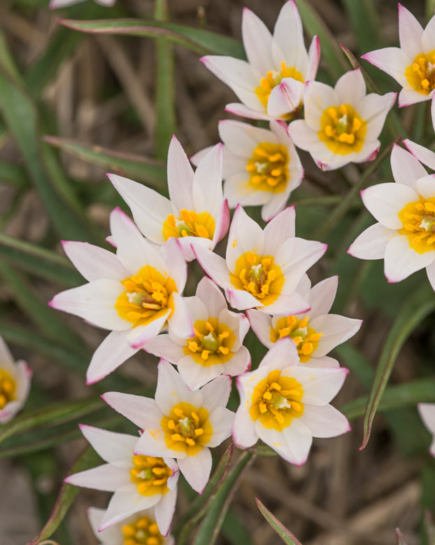 Tulip cretica 'Hilde'