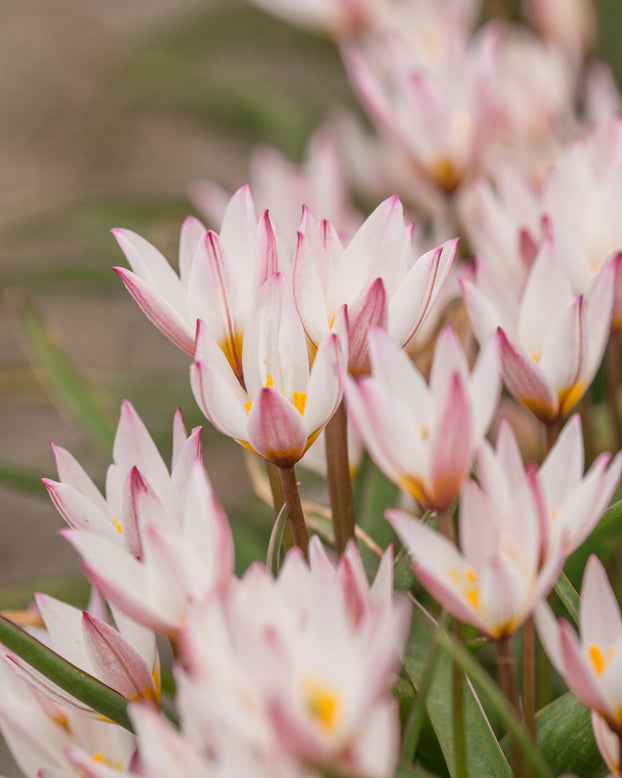 Tulip cretica 'Hilde'