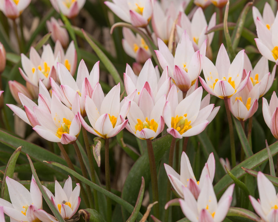 Tulip cretica 'Hilde'