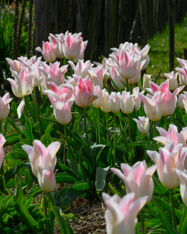 Tulip 'Holland Chic'