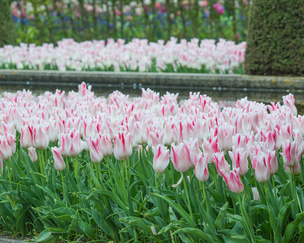 Tulip 'Holland Chic'