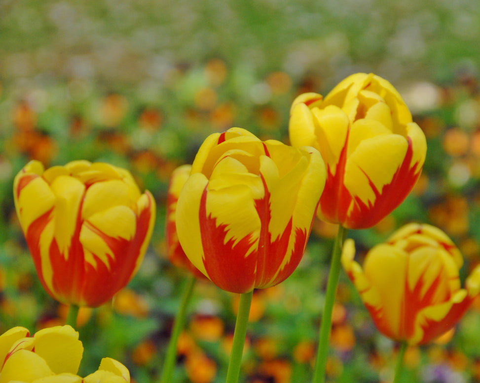 Flower BulbsHolland Queen™ Bulbs UK - 2