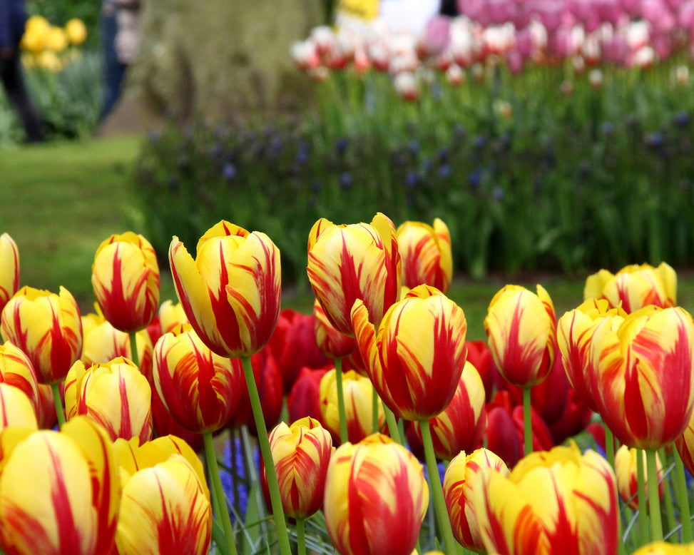 Tulip 'Holland Queen'