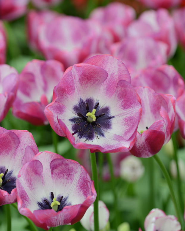 Flower BulbsHotpants™ Bulbs UK - 3