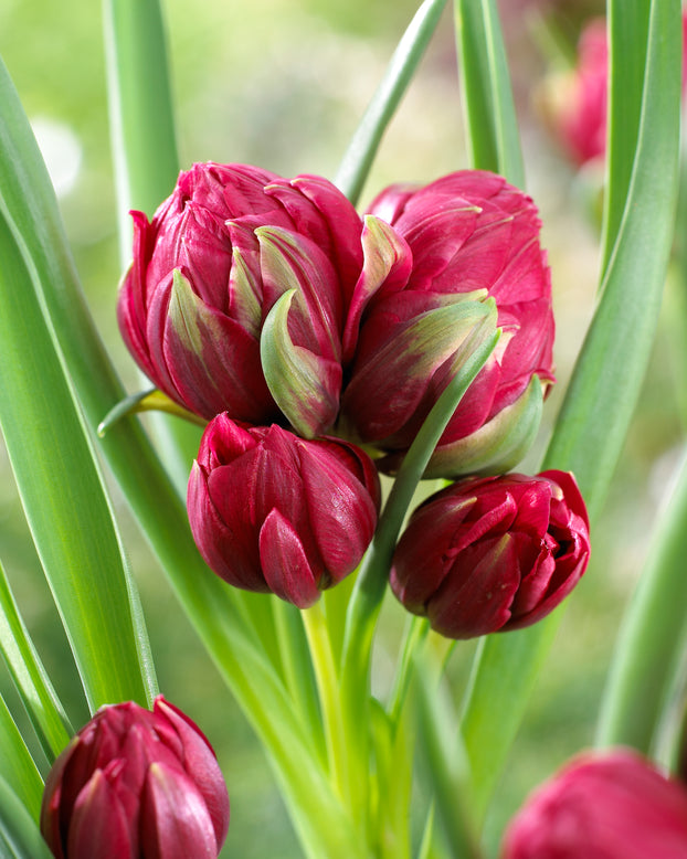 Tulip 'Tête-a-Tête'