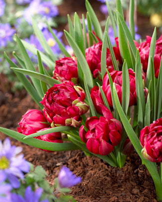 Tulip 'Tête-a-Tête' Tulip 'Tête-a-Tête'