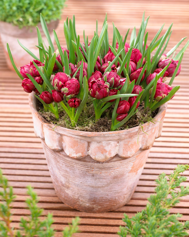 Tulip 'Tête-a-Tête'