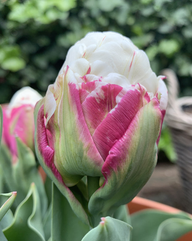 Tulip 'Ice Cream'