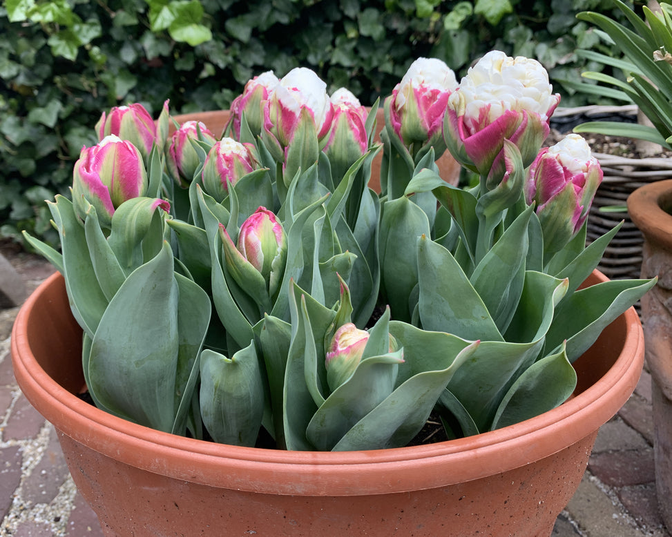 Tulip 'Ice Cream'