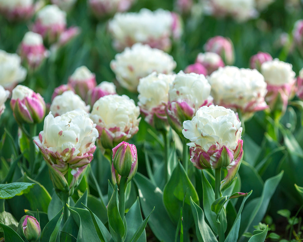 Flower BulbsIce Cream™ Bulbs UK - 2