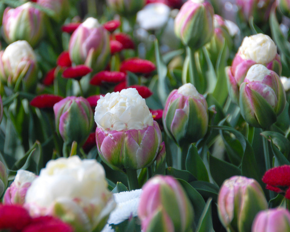 Flower BulbsIce Cream™ Bulbs UK - 4