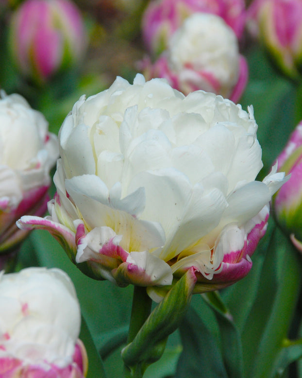 Flower BulbsIce Cream™ Bulbs UK - 1