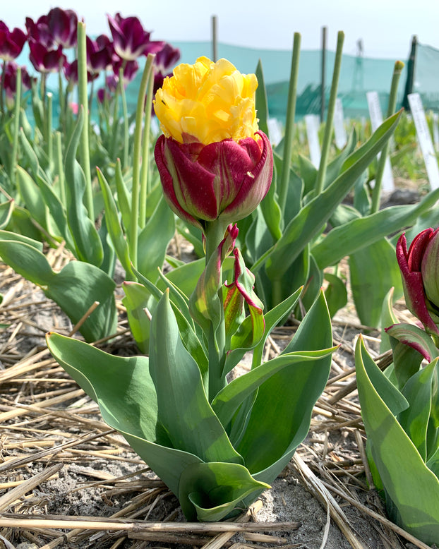 Tulip 'Ice Cream Banana'