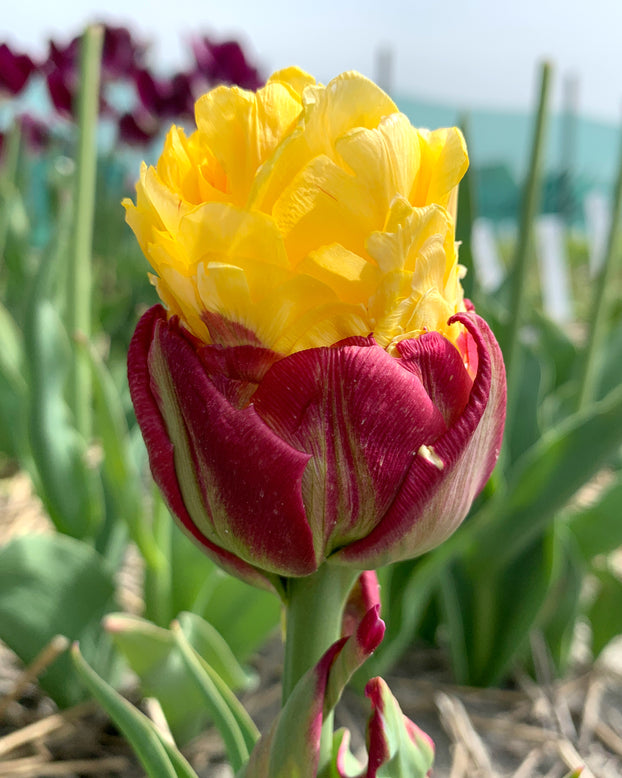 Tulip 'Ice Cream Banana'