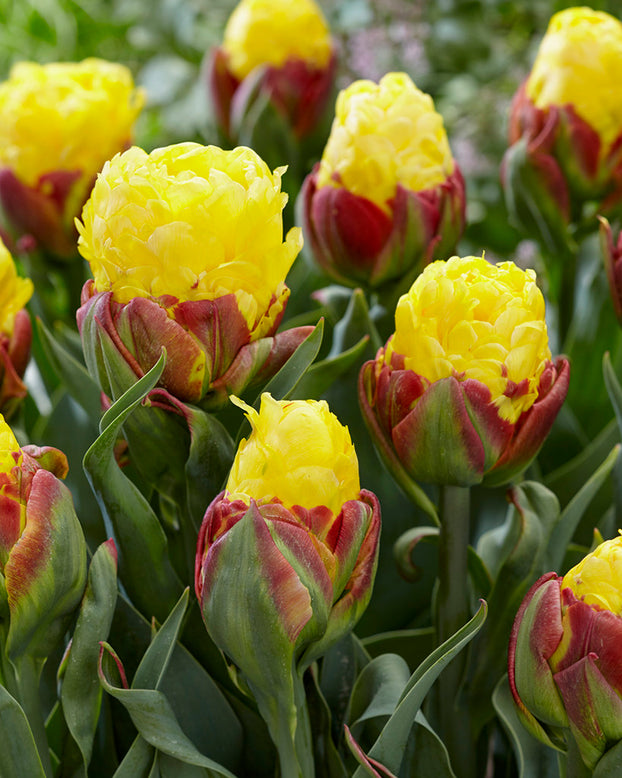 Tulip 'Ice Cream Banana'