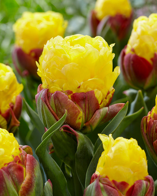 Tulip 'Ice Cream Banana'