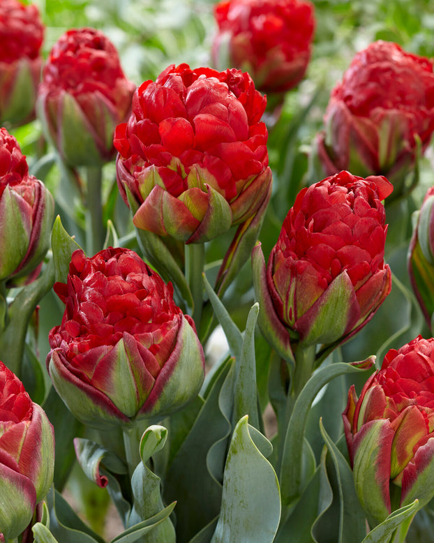 Tulip 'Ice Cream Strawberry'