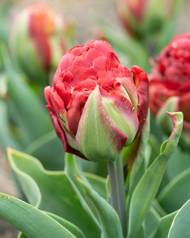 Tulip 'Ice Cream Strawberry'