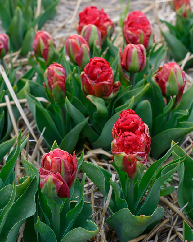 Tulip 'Ice Cream Strawberry'