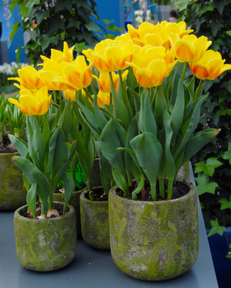 Tulip 'Ice Lolly' Tulip 'Ice Lolly'