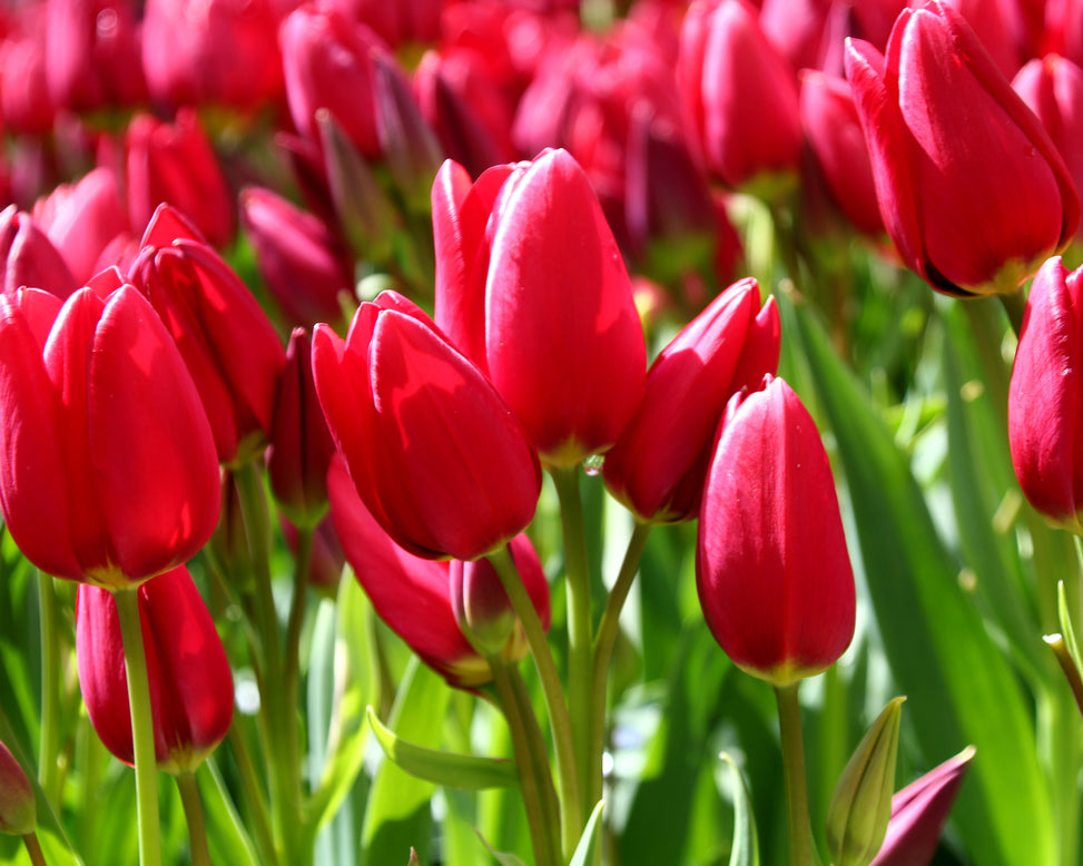 Tulip 'Inferno'