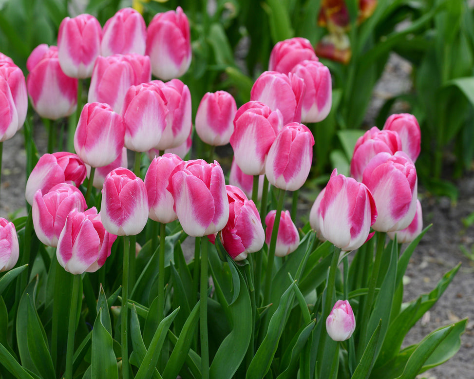 Flower BulbsInnuendo™ Bulbs UK - 3