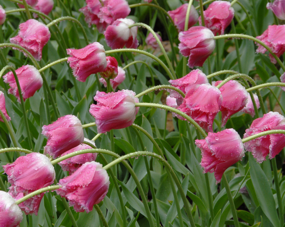 Flower BulbsIzumi Bulbs UK - 3