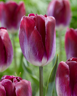 Tulip 'Kansas Proud' Tulip 'Kansas Proud'