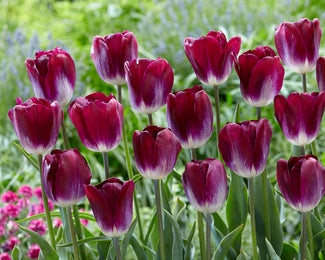 Tulip 'Kansas Proud' Tulip 'Kansas Proud'