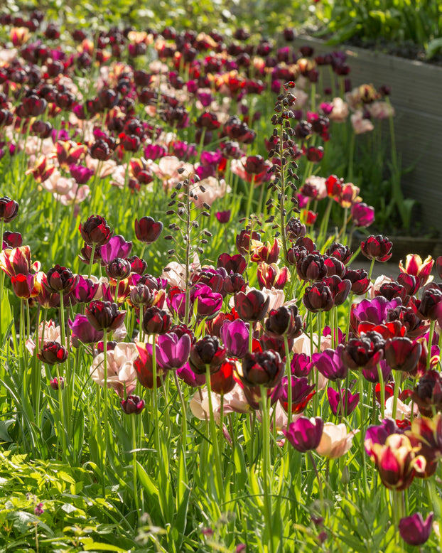 Tulip 'La Belle Époque'