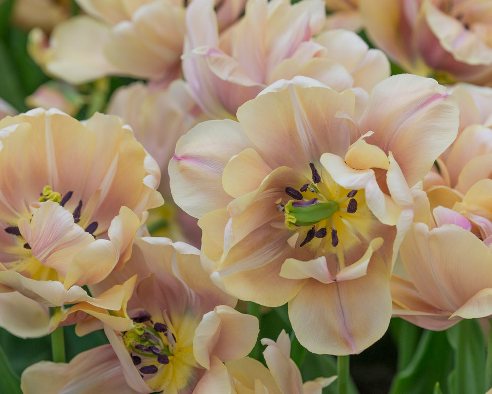 Tulip 'La Belle Époque'
