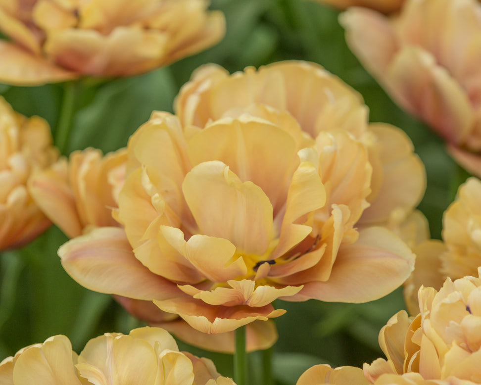 Tulip 'La Belle Époque'