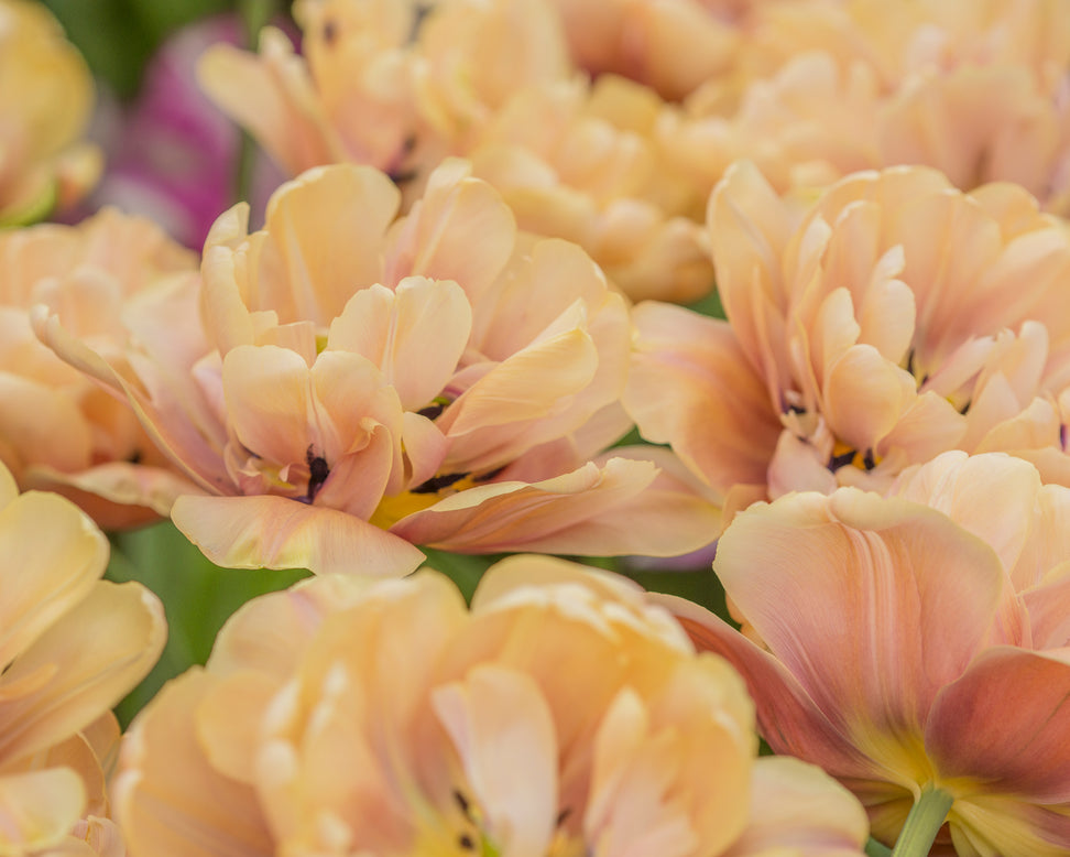 Tulip 'La Belle Époque'